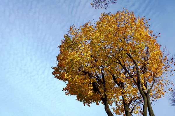 Koruna z podzimní javorové listy — Stock fotografie