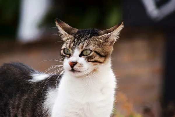 Graue und weiße Katze — Stockfoto