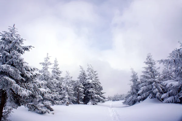 kar altında gömülü yürüyüş yolu