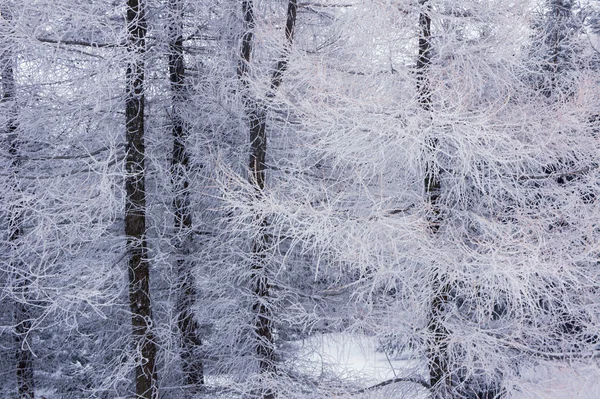Sneeuw bedekte takken van bomen — Stockfoto