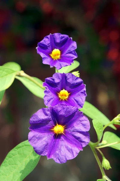 Field bindweed — Stock Photo, Image