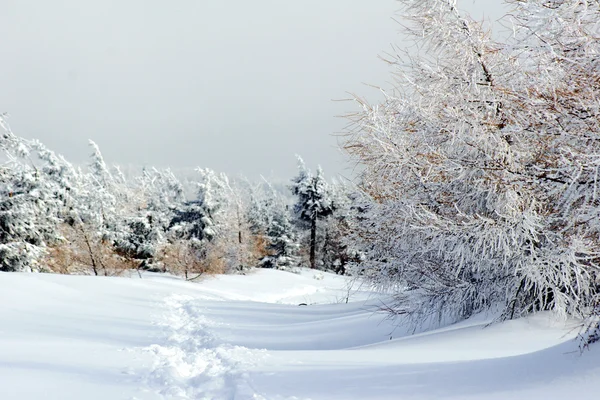 Wandelpad begraven onder de sneeuw — Stockfoto