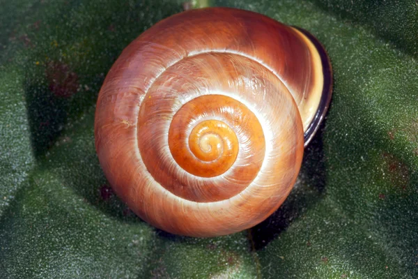 Caracol de caracol —  Fotos de Stock