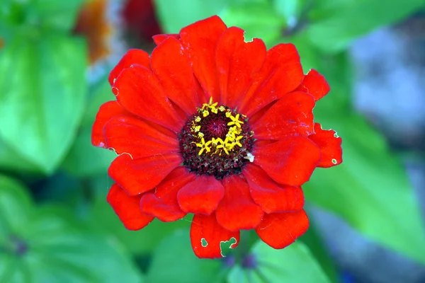 Fiore rosso zinni — Zdjęcie stockowe