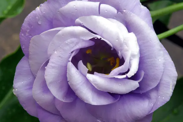 Lavatera violeta — Foto de Stock