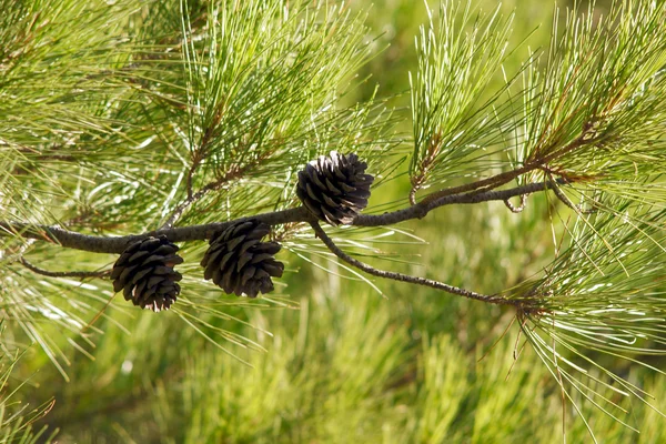 Twig met kegel — Stockfoto