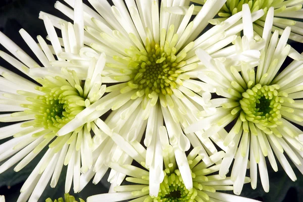 White chrysanthemum Bristle — Stock Photo, Image