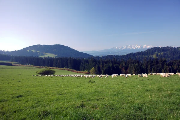 Flock of sheep — Stock Photo, Image