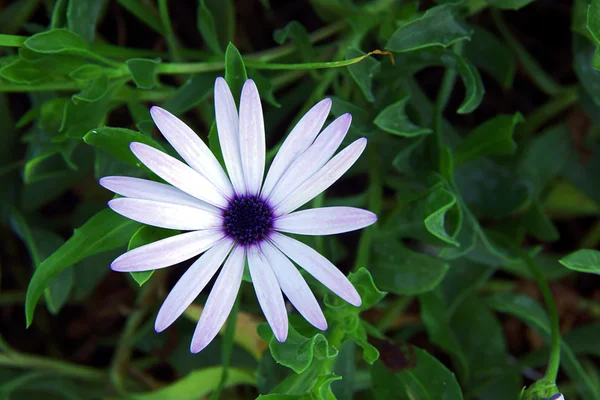 BLOMSTERFÖRANDESKAP — Stockfoto