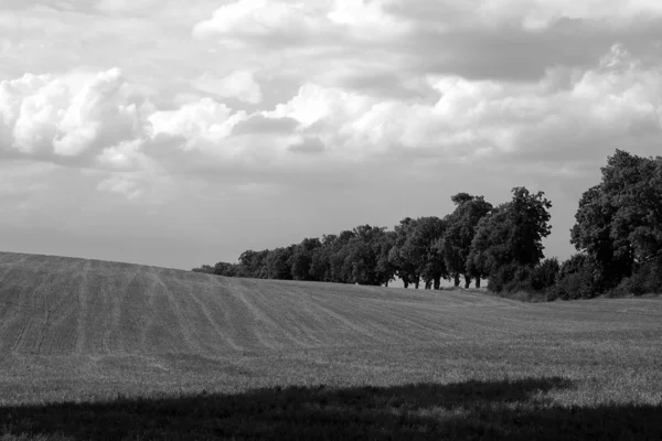 Paesaggio con alberi — Foto Stock