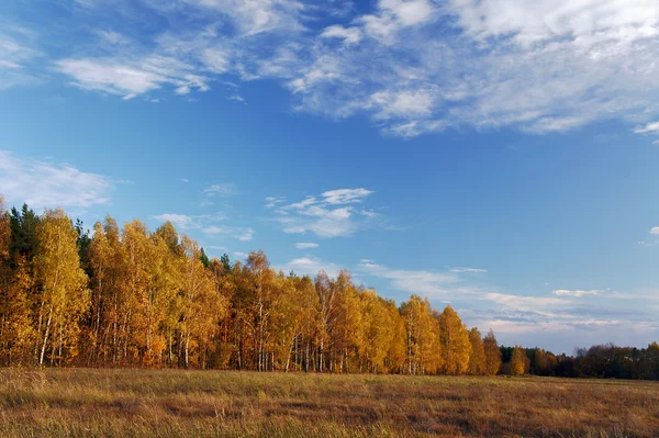 Nyírfa liget ősszel — Stock Fotó