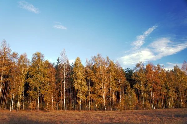 Δάσος σημύδας το φθινόπωρο — Φωτογραφία Αρχείου