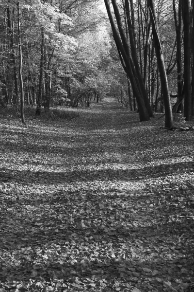 Lane ile ormandaki yapraklar — Stok fotoğraf