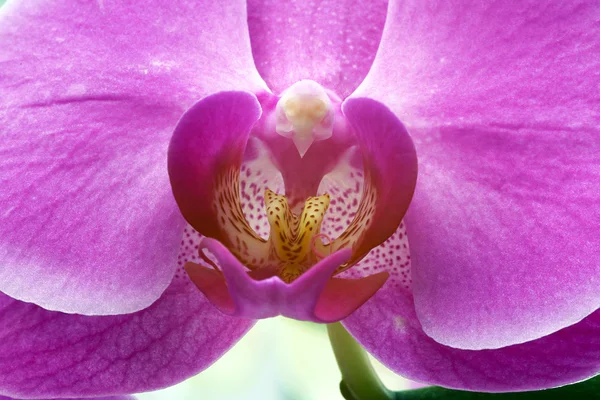 Fiore del Orchid — Foto Stock