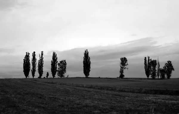 Paesaggio con alberi — Foto Stock