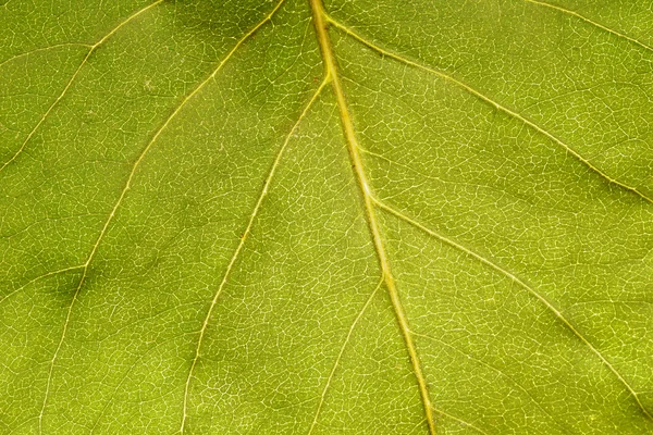 Hoja de otoño seca —  Fotos de Stock