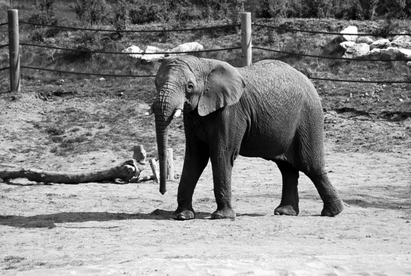 Elephant in zoo