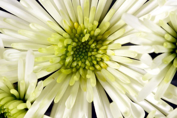 White chrysanthemum Bristle flower — Stock Photo, Image