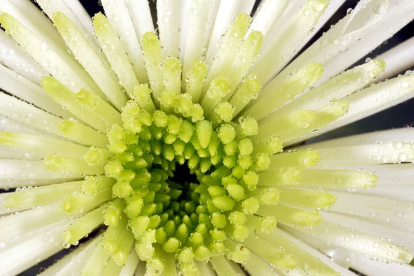 Hvid krysantemum børste blomst - Stock-foto