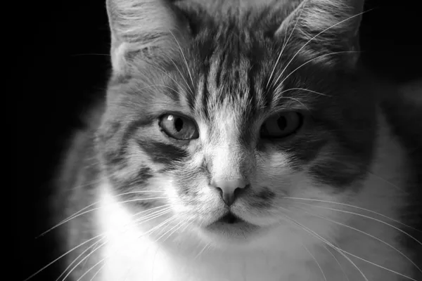 Portrait of a gray cat — Stock Photo, Image