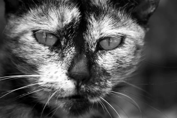 Dziki kot w mieście Rodos — Zdjęcie stockowe