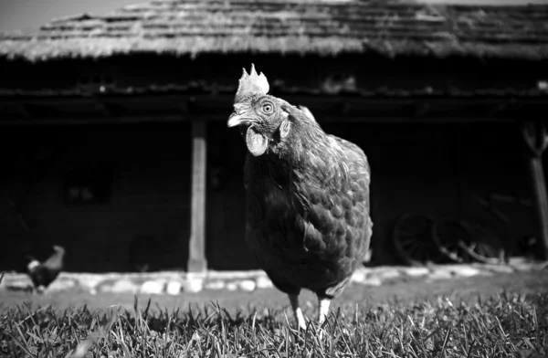 Hens in farm — Stock Photo, Image