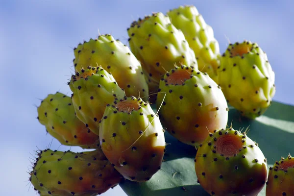 Cactus a pagaia — Foto Stock