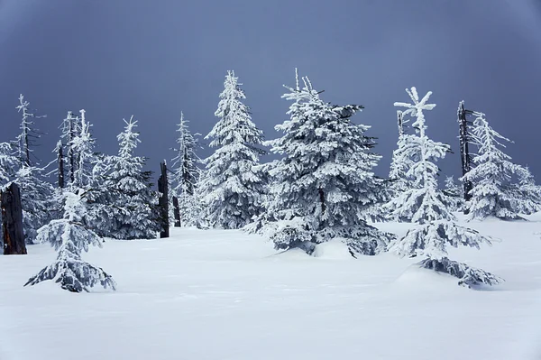 Schneebedeckter Wald — Stockfoto
