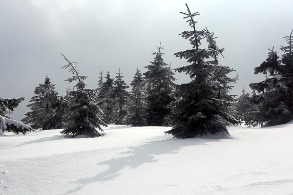 Floresta coberta de neve — Fotografia de Stock