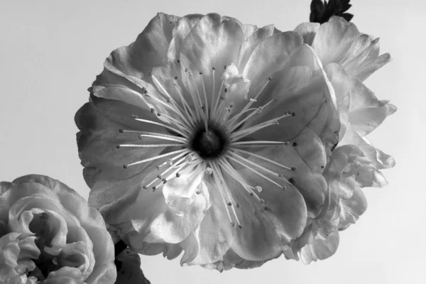 Bunga almond hitam dan putih — Stok Foto