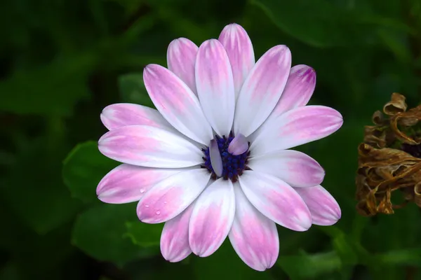 Osteospermum oder afrikanische Gänseblümchenblümchen — Stockfoto