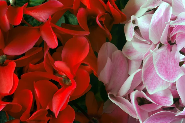 赤とピンクのバイオレット — ストック写真