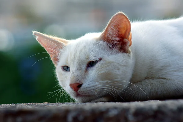 Bílý řecký kočka — Stock fotografie