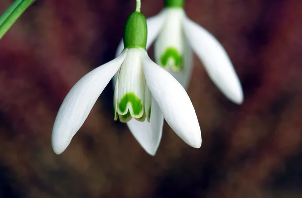 Ortak kardelen çiçek — Stok fotoğraf