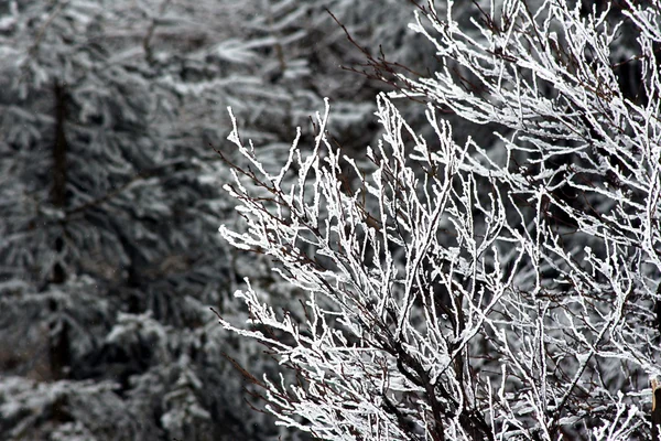 大雪覆盖的云杉 — 图库照片