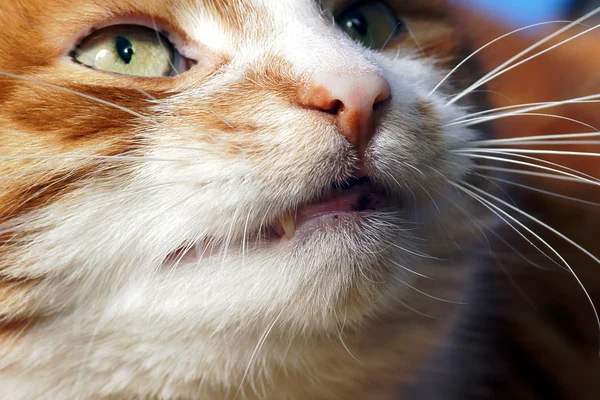 Mouth ginger cat — Stock Photo, Image