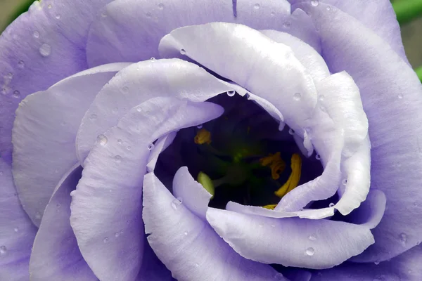 Lavatera con gotas de lluvia — Foto de Stock