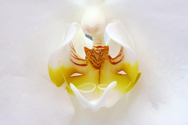 Biały kwiat orchidei — Zdjęcie stockowe