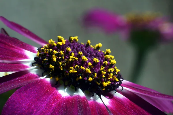 Flor de Cineraria — Fotografia de Stock