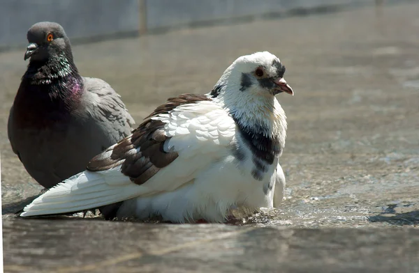 Tauben — Stockfoto