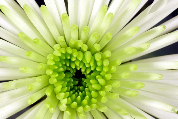 Chrysanthemum Bristle flower — Stock Photo, Image