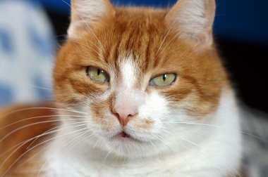 Bir kedinin portresi