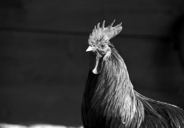 Portrait of chanticleer — Stock Photo, Image