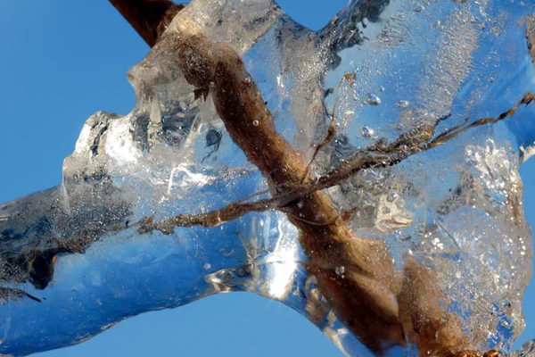 氷のような小枝 — ストック写真