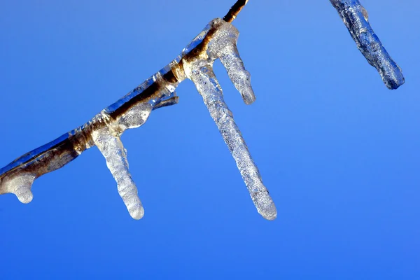 氷のような小枝 — ストック写真