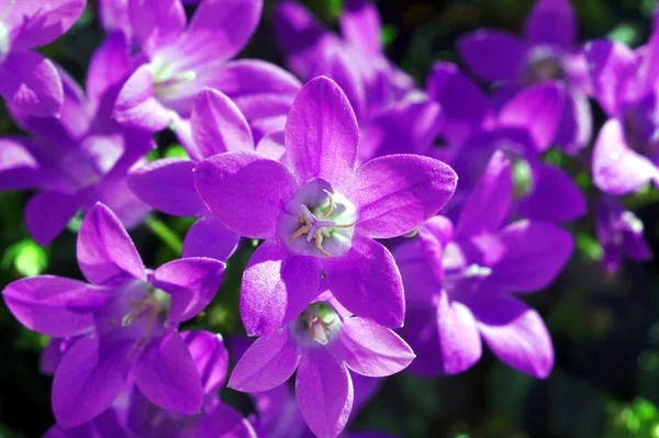 カンパニュラメジウム切り花の受粉 - 紫花 — ストック写真