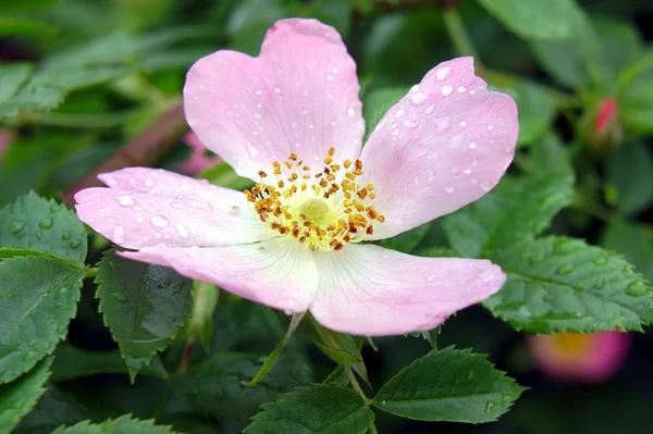 Flor rosa selvagem — Fotografia de Stock