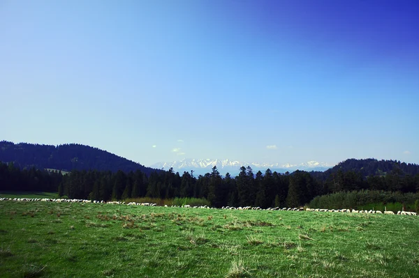 Flock of sheep — Stock Photo, Image