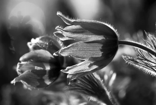 Pasque flower — Stock Photo, Image