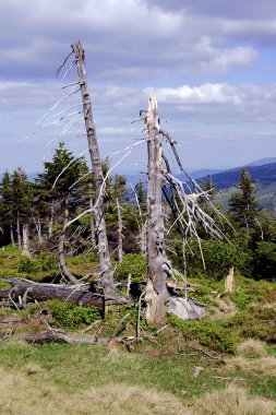 Dağlarda Kuru ağaçlar
